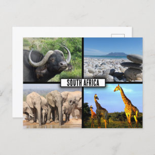 South Africa Wildlife Photo Collage Postcard