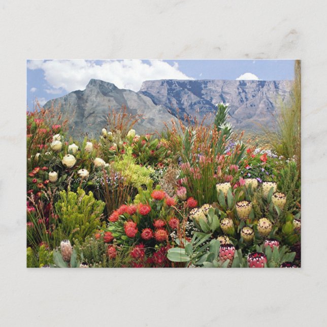 South African floral display of wildflowers Postcard (Front)
