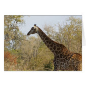 South African Giraffe (Front Horizontal)