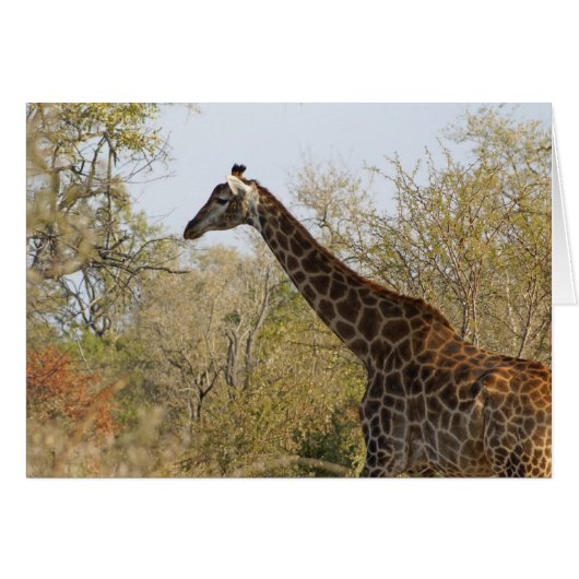 South African Giraffe Cards (Front Horizontal)