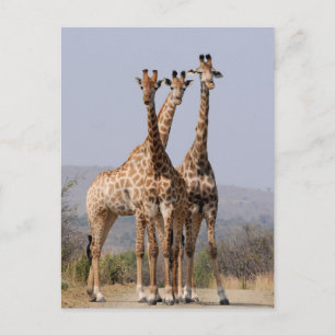 South African Giraffe National Park Postcard