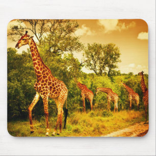 South African giraffes Mouse Pad