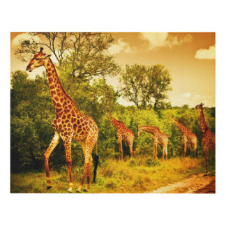 South African giraffes Panel Wall Art