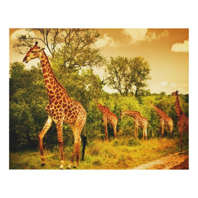 South African giraffes Panel Wall Art (Front)
