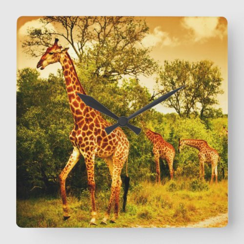 South African giraffes Square Wall Clock