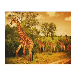 South African giraffes Wood Wall Art