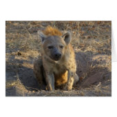 South African Hyena (Front Horizontal)