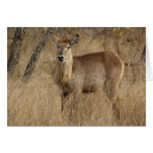 South African Impala (Front Horizontal)