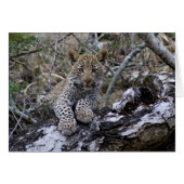 South African Leopard Cub (Front Horizontal)