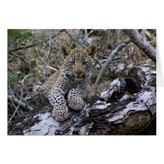 South African Leopard Cub Cards (Front Horizontal)