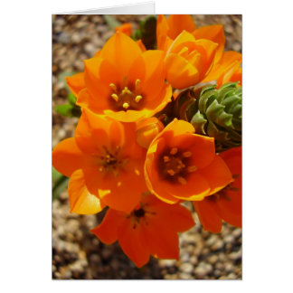 South African Orange Star Cards