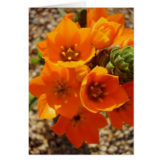 South African Orange Star Cards (Front)