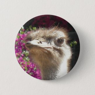 South African Ostrich Face Button