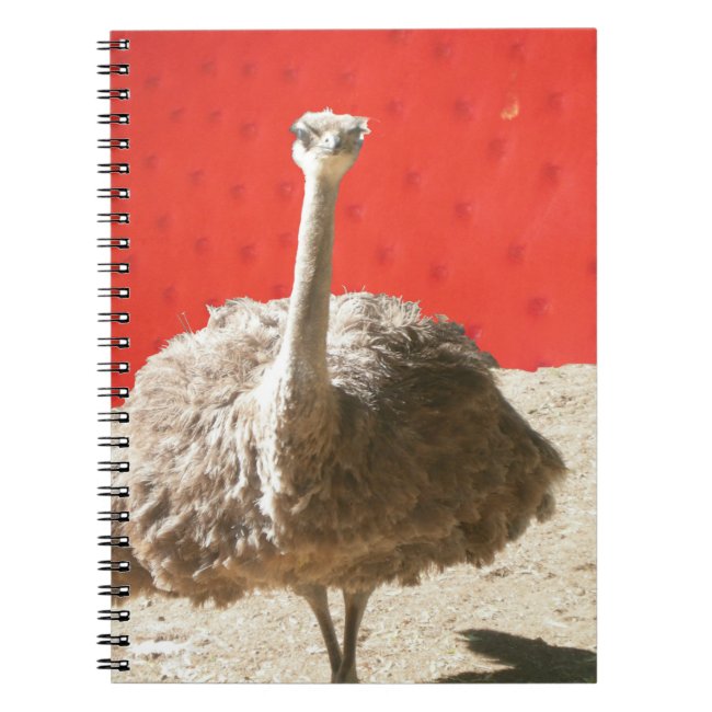 South African Ostrich Notebook
