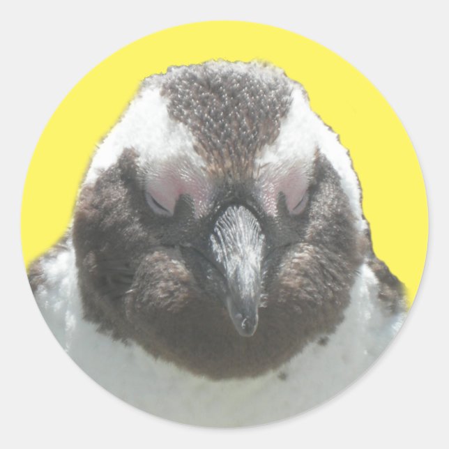 South African Penguin Face Sticker (Front)