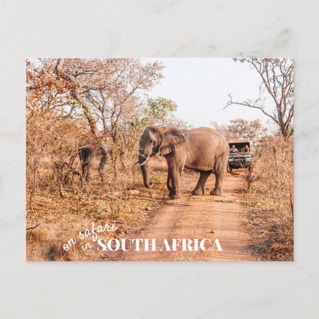 South African Safari Postcard (Front)