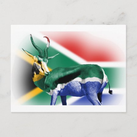 South African Springbock Flag Postcard