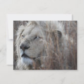 South African White Lion close up (Front)