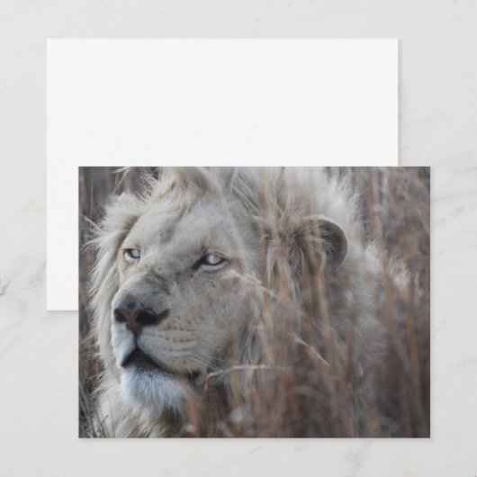 South African White Lion close up (Front/Back)
