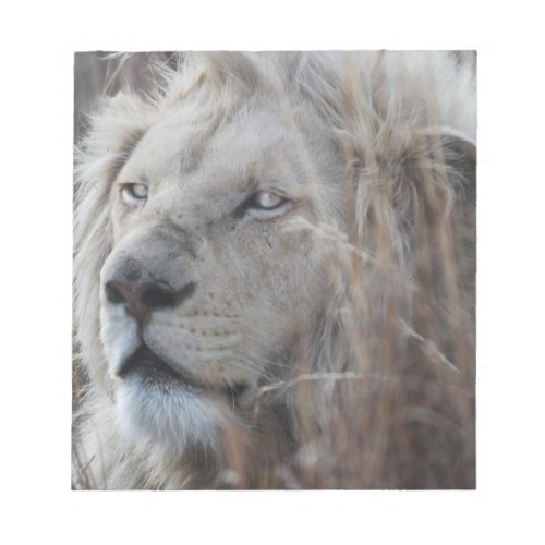 South African White Lion close up Notepad