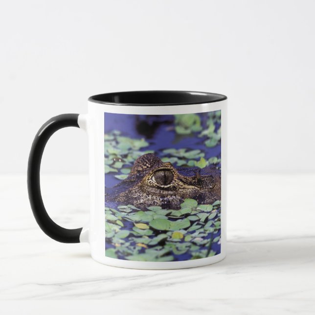 South America, Brazil, Amazon Rainforest, 4 Mug (Left)