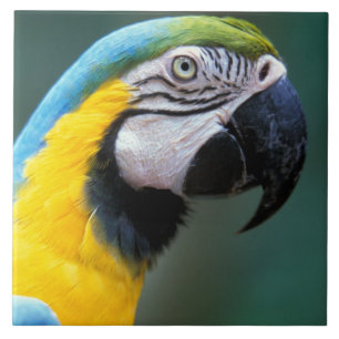 South America, Brazil, Iguacu Natioanl Park, Tile