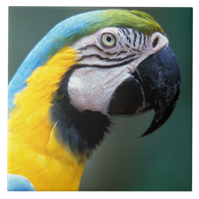 South America, Brazil, Iguacu Natioanl Park, Tile (Front)