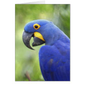 South America, Brazil, Pantanal (Front)