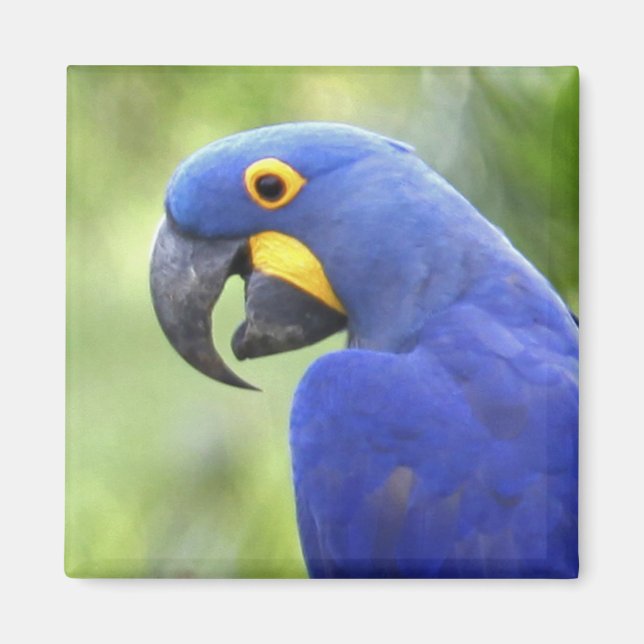 South America, Brazil, Pantanal Magnet (Front)