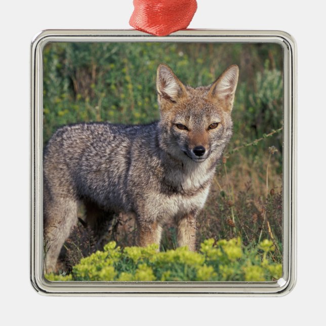 South America, Chile, Torres del Paine NP, Metal Ornament (Front)