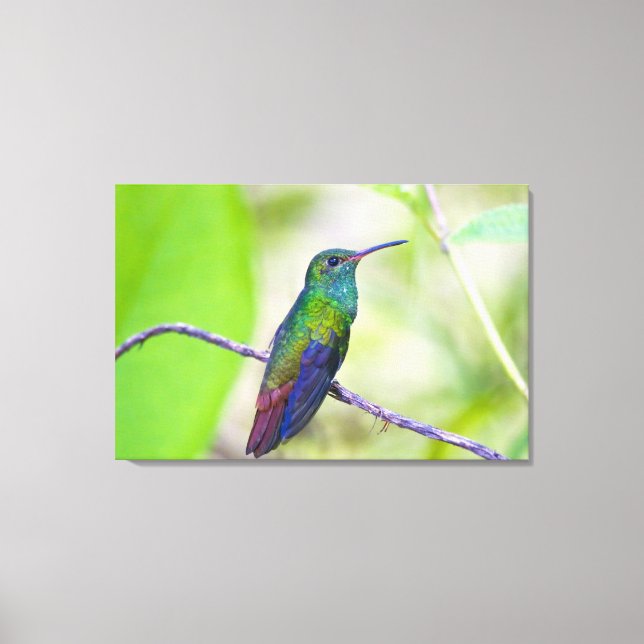South America, Costa Rica, Sarapiqui, La Selva Canvas Print (Front)