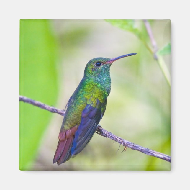 South America, Costa Rica, Sarapiqui, La Selva Magnet (Front)