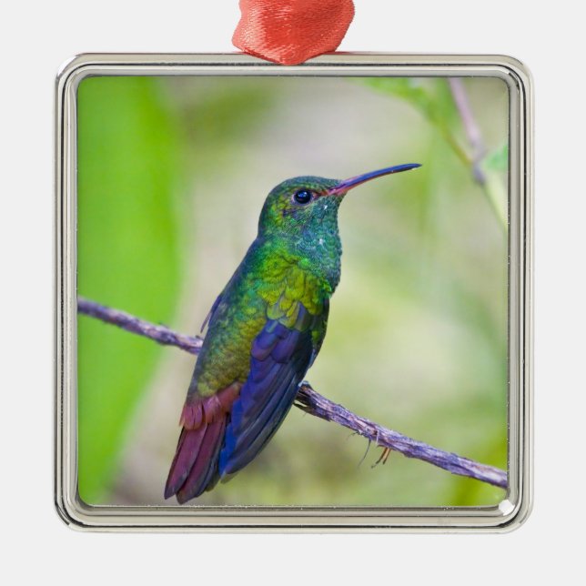 South America, Costa Rica, Sarapiqui, La Selva Metal Ornament (Front)