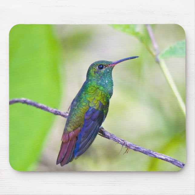 South America, Costa Rica, Sarapiqui, La Selva Mouse Pad (Front)