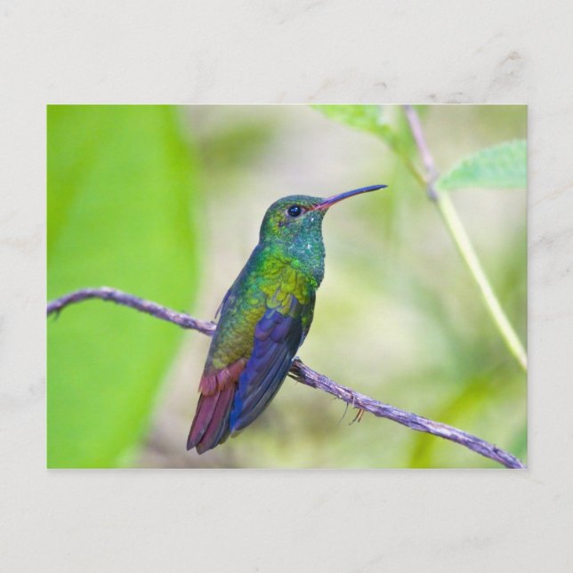 South America, Costa Rica, Sarapiqui, La Selva Postcard (Front)