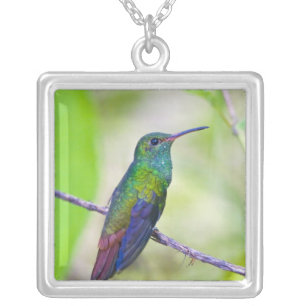 South America, Costa Rica, Sarapiqui, La Selva Silver Plated Necklace