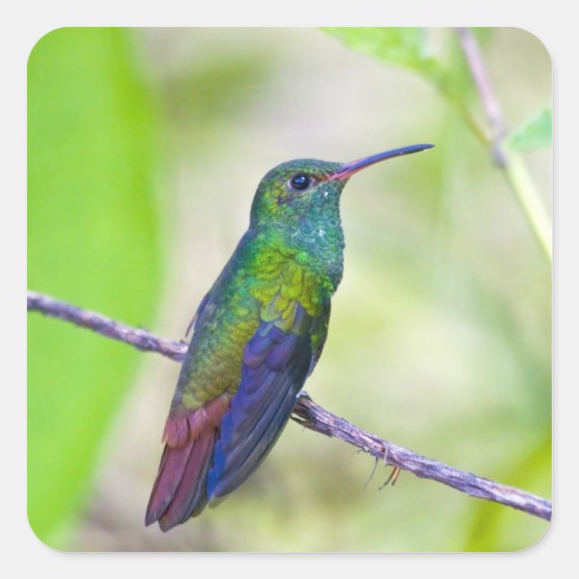 South America, Costa Rica, Sarapiqui, La Selva Square Sticker (Front)