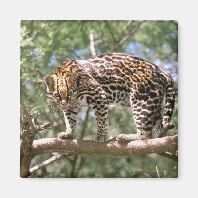 South America, Ecuador, Amazon. Ocelot Magnet (Front)