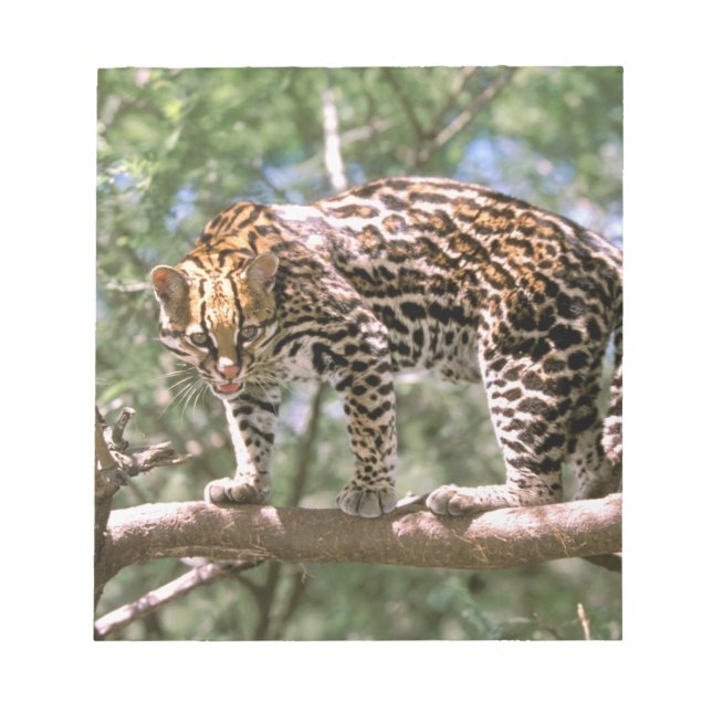 South America, Ecuador, Amazon. Ocelot Notepad (Front)