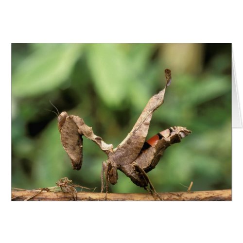South America Ecuador Amazon Praying Mantis