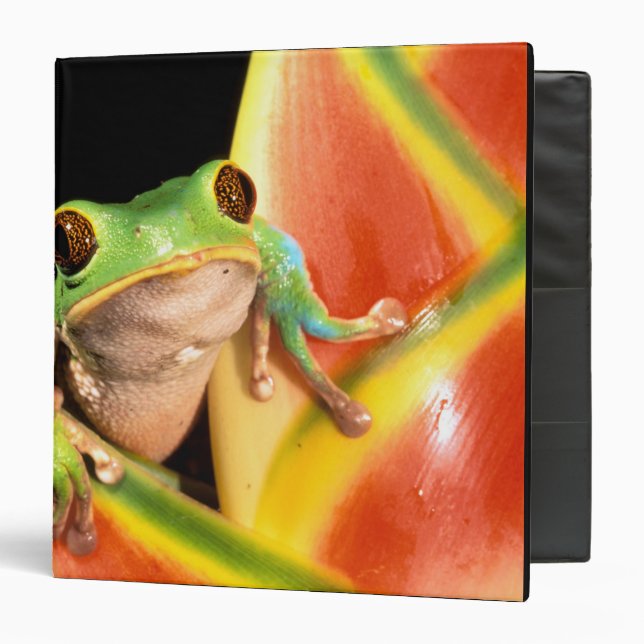 South America, Ecuador, Amazon. Tree frog Binder (Front/Inside)