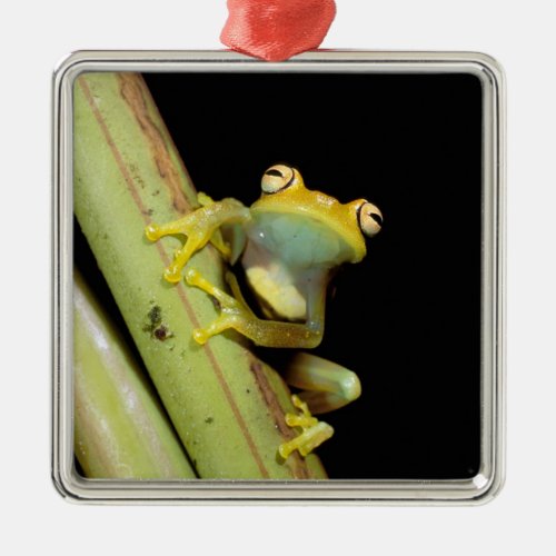 South America Ecuador Amazon Tree frog Hyla Metal Ornament