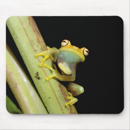 South America Ecuador Amazon Tree frog Hyla Mouse Pad