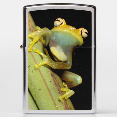 South America Ecuador Amazon Tree frog Hyla Zippo Lighter