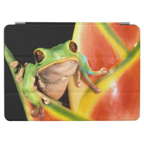 South America Ecuador Amazon Tree frog iPad Air Cover