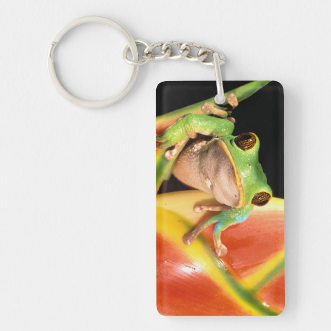 South America, Ecuador, Amazon. Tree frog Keychain (Front)