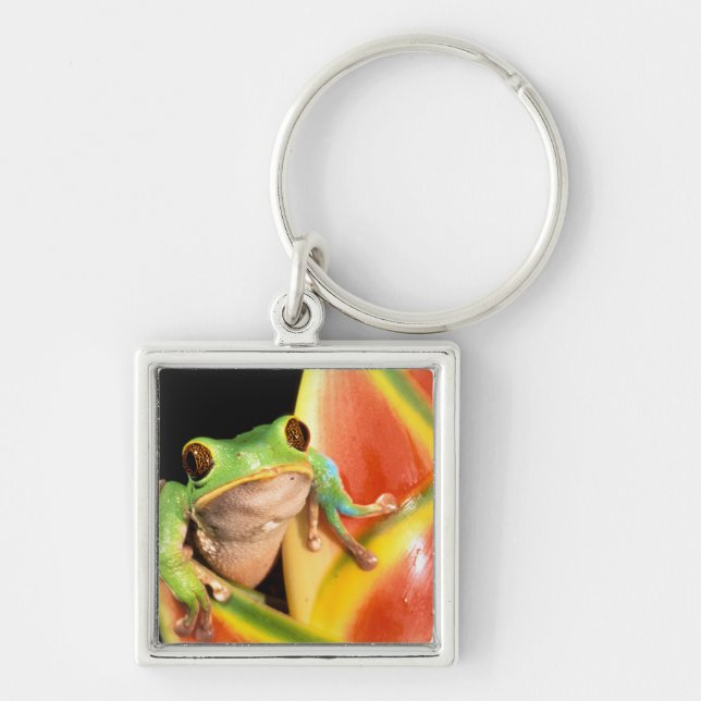 South America, Ecuador, Amazon. Tree frog Keychain (Front)