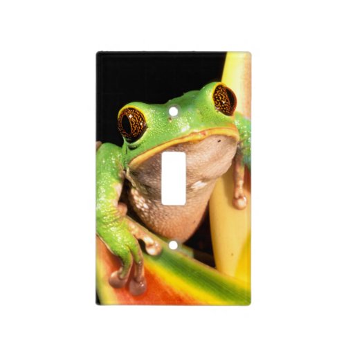 South America Ecuador Amazon Tree frog Light Switch Cover