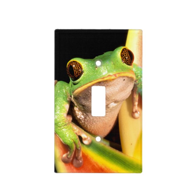 South America, Ecuador, Amazon. Tree frog Light Switch Cover (Front)
