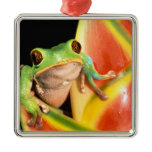 South America, Ecuador, Amazon. Tree frog Metal Ornament South America, Ecuador, Amazon. Tree frog Metal Ornament